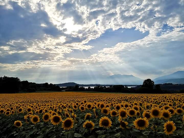 Campo di girasoli con fascio di luce