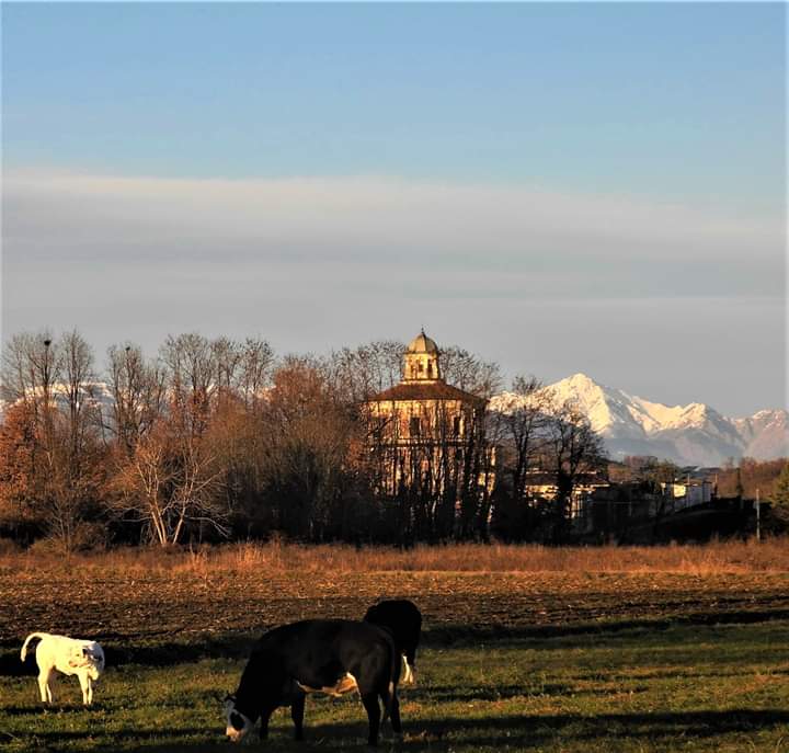 Paesaggio con mucche