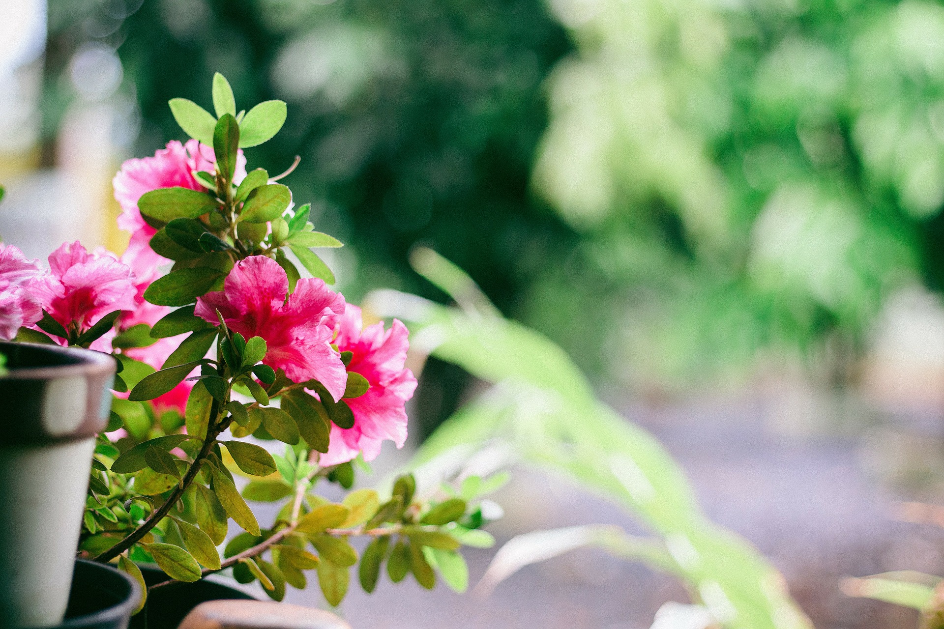 Fiori, balconi, concorso