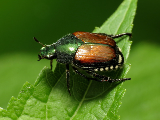 Lotta obbligatoria popilia