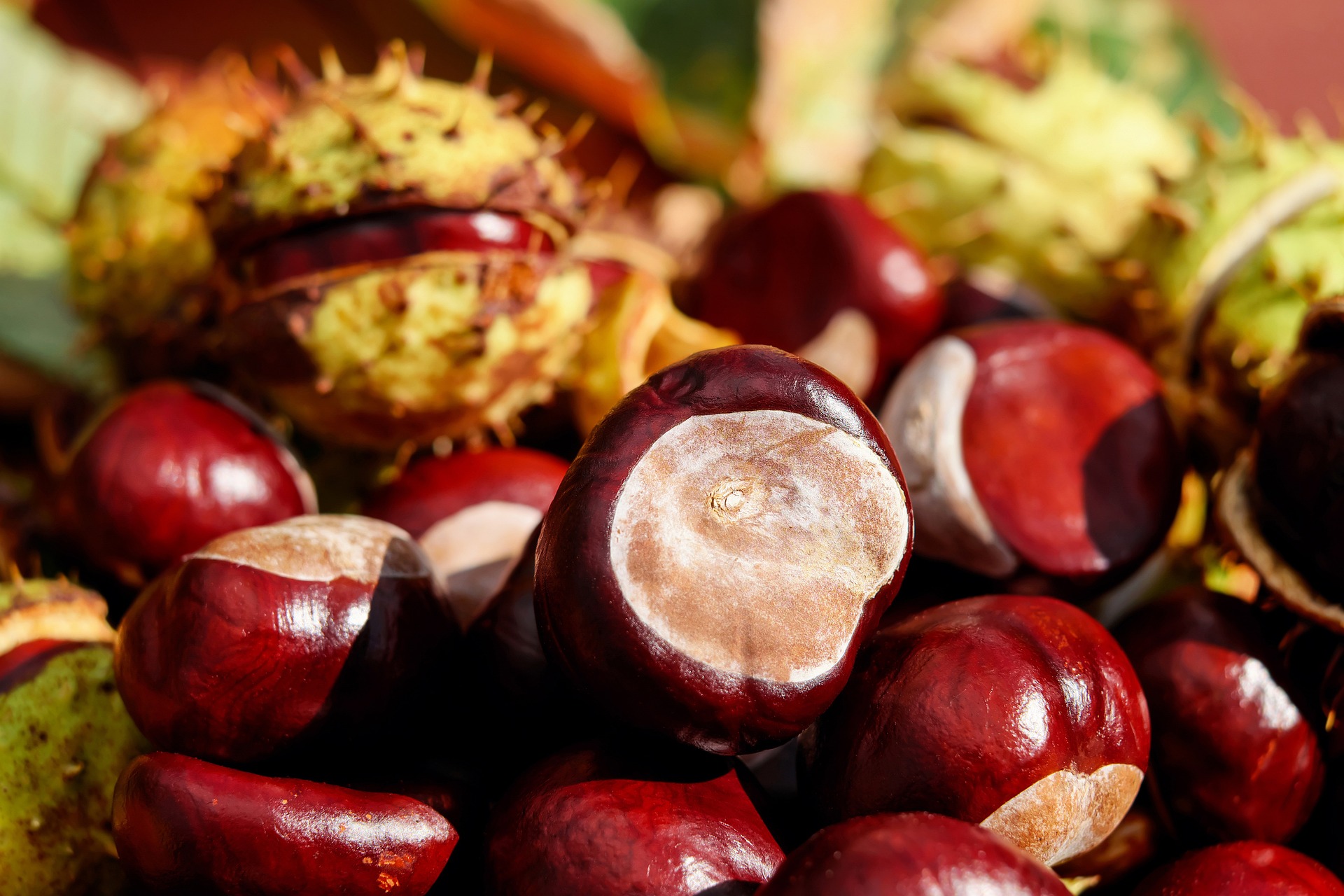 Castagne