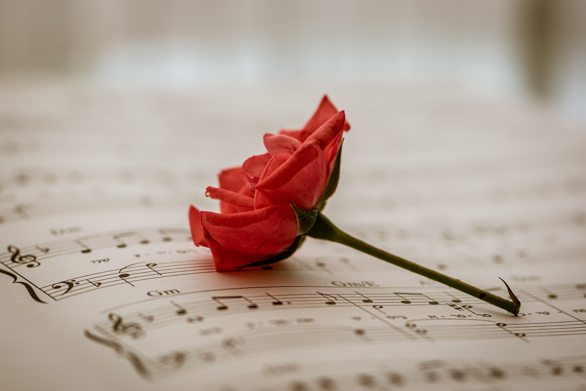 musica e rosa