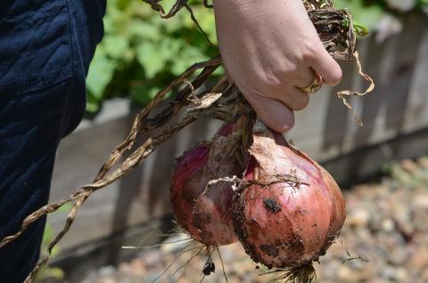 Orti comunali: ancora disponibili alcuni lotti