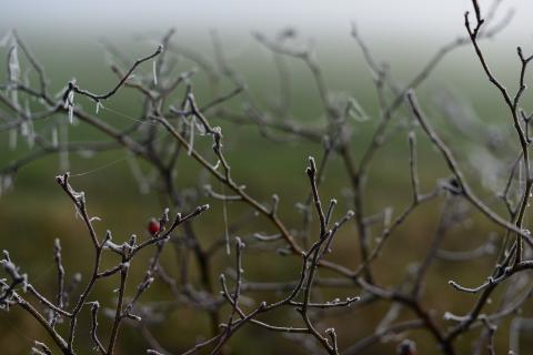 Agricoltura: dal 28 settembre le domande per accedere ai fondi per le gelate di aprile