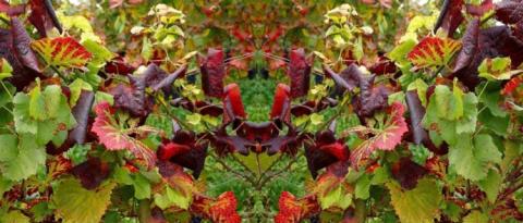 Lotta contro la flavescenza dorata della vite