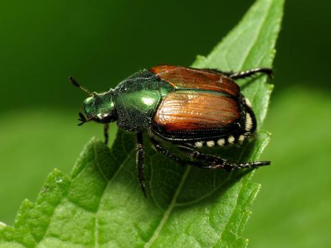 Lotta obbligatoria alla Popilia Japonica