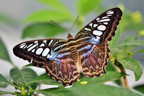 Ingresso gratuito al bioparco Zoom ai nuclei familiari con ISEE inferiore a € 10.000